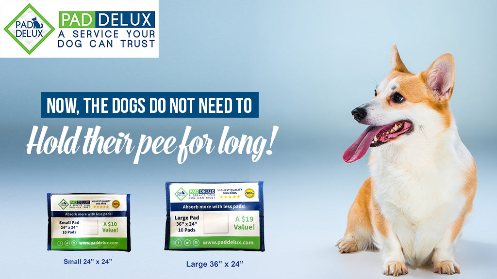 Unhealthy for dogs to hold in their pee