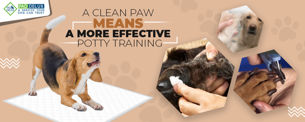 Tips For Keeping Your Dog’s Paw And Pad Healthy